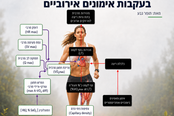 השינויים הפיזיולוגיים בעקבות אימונים אירוביים