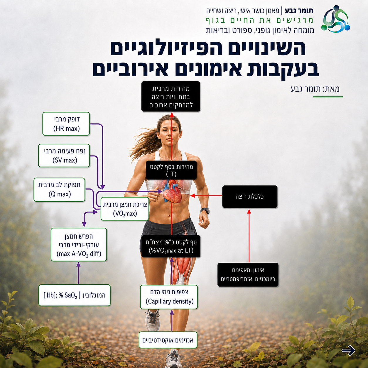 השינויים הפיזיולוגיים בעקבות אימונים אירוביים