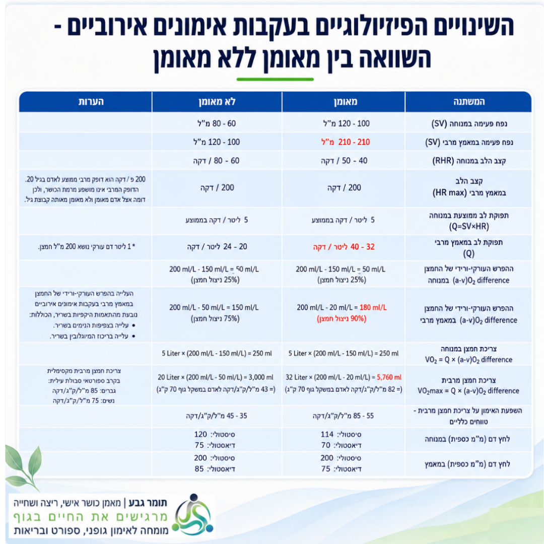 השינויים הפיזיולוגיים בעקבות אימונים אירוביים