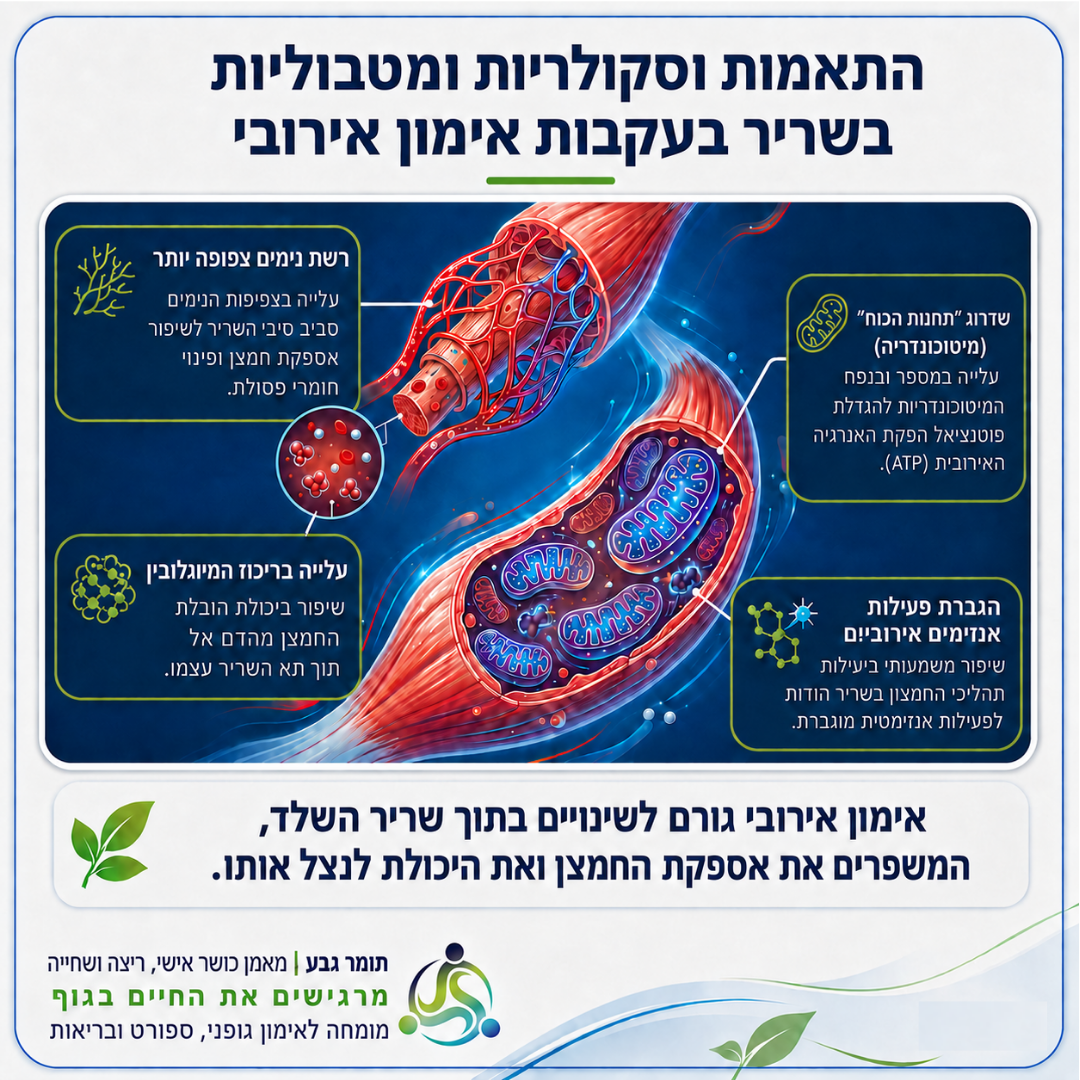 התאמות וסקולריות ומטבוליות בשריר